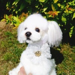 🏖️ 프릴 진주 목걸이🏖️ | 아이디어스 - 핸드메이드, 수공예, 수제 먹거리 🏖️ 프릴 진주 목걸이🏖️