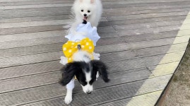 깜찍하개 하네스 | 아이디어스 - 핸드메이드, 수공예, 수제 먹거리 깜찍하개 하네스