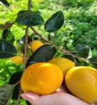 40년 진영 단감 GAP인증 감 농업인기술상 단감제상 | 아이디어스 40년 진영 단감 GAP인증 감 농업인기술상 단감제상