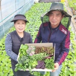 <할인판매>모둠700g_친환경유기농_샐러드쌈채소 | 아이디어스 <할인판매>모둠700g_친환경유기농_샐러드쌈채소