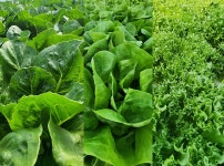 샐러드채소 주은농장 | 작가 피드