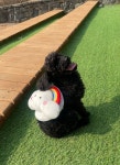 [도그바겐](당일출고) 구름 강아지산책가방 하네스가방 | 아이디어스 [도그바겐](당일출고) 구름 강아지산책가방 하네스가방