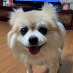 펫만찬 | 구매후기 펫만찬