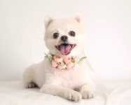 핑크 강아지 고양이 화관 꽃목걸이 스카프 케이프 | 아이디어스 핑크 강아지 고양이 화관 꽃목걸이 스카프 케이프