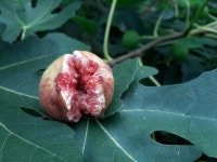 엔젤농장(한국 제1호 유기농가) | 작가 피드  엔젤농장(한국 제1호 유기농가) | 작가 피드