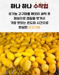 무안황토흙농장 sweet go간편간식 선물세트 [원산지:작품정보참조] | 아이디어스 무안황토흙농장 sweet go간편간식 선물세트 [원산지... 
