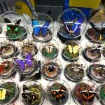 나비정원 | 작가 피드