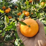 🍊고당도 보장🍊서귀포 남원 감귤 5kg/10kg [원산지:작품정보참조] | 아이디어스 🍊고당도 보장🍊서귀포 남원 감귤 5kg/10kg [원산지... 
