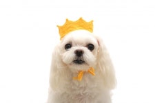 니티퍼피 크라운 | 아이디어스 니티퍼피 크라운