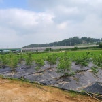 비봉농원 블루베리 체험농장 | 피드 비봉농원 블루베리 체험농장