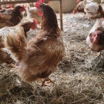 라니네농장 | 작가 피드