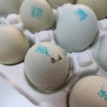 🚛배송지연🚛게르마늄청란 방사유정란 20구 | 아이디어스 🚛배송지연🚛게르마늄청란 방사유정란 20구