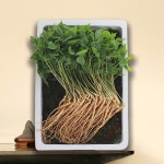 품격있는 파인다이닝 채소, 청춘농원 새싹삼 100뿌리 | 아이디어스 품격있는 파인다이닝 채소, 청춘농원 새싹삼 100뿌리