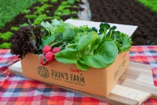 샐러드채소 주은농장 | 작가 피드 샐러드채소 주은농장