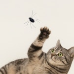 고양이 낚싯대 리필 장난감 곤충 벌레 7종 | 아이디어스 고양이 낚싯대 리필 장난감 곤충 벌레 7종