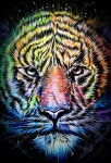 우리집 누렁이를 소개합니다 🐯 | 아이디어스 우리집 누렁이를 소개합니다 🐯