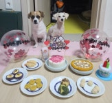 [당일발송]오간식 생일파티 반려동물생일상 강아지케이크 | 아이디어스 [당일발송]오간식 생일파티 반려동물생일상 강아지케이크