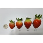 논산 딸기철학있는 농부 (바람뜰농원) | 작가 피드