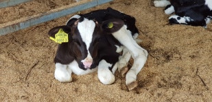 효덕목장 썬러브치즈 | 스토리 효덕목장 썬러브치즈