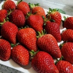 농장직송🍓맛있는 딸기🍓설향 500g생과디저트과일선물 | 아이디어스 - 핸드메이드, 수공예, 수제 먹거리 농장직송🍓맛있는 딸기🍓설향... 