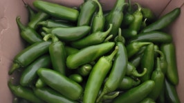 산지직송은성농장 과일고추2kg/4kg 작품 후기 | 아이디어스