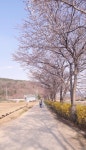 홍삼천하 | 스토리  홍삼천하
