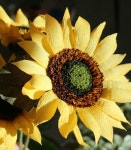 해바라기페이퍼플라워/ 해바라기꽃다발/ 해바라기선물 | 아이디어스 해바라기페이퍼플라워/ 해바라기꽃다발/ 해바라기선물