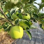 백두대간 이광용사과농장 | 작가 피드