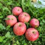 왕솔사과농원 | 🍎영주농협로컬푸드 사과맛집🍎부사 사과 2kg [원산지:작품정보참조] | 아이디어스 🍎영주농협로컬푸드 사과맛집🍎부사 사과 2kg [원산지...
