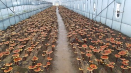 엄지영지버섯농장 | 피드 엄지영지버섯농장