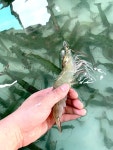 통영 싱싱 활새우1kg(28-32미 내외) | 아이디어스 통영 싱싱 활새우1kg(28-32미 내외)