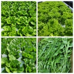 샐러드채소 주은농장 | 작가 피드