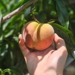 [승주농장] 백도 털복숭아 딱복이 [원산지:작품정보참조] | 아이디어스 [승주농장] 백도 털복숭아 딱복이 [원산지:작품정보참조]