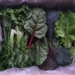 더드림농장 모듬쌈채소 | 아이디어스 더드림농장 모듬쌈채소 