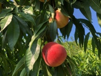 초아농원 | 스토리  초아농원