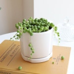 귀여운 동글동글 콩란 🌱 완두콩 다육이 녹영 | 아이디어스 귀여운 동글동글 콩란 🌱 완두콩 다육이 녹영