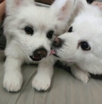 (고퀄리티)양모펠트 초상화 🐶 1:1 맞춤 강아지 | 아이디어스 (고퀄리티)양모펠트 초상화 🐶 1:1 맞춤 강아지