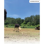 공룡타조랜드/타조고기한조 | 작가 피드