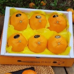 천혜향 2kg(대과선물용) 상큼한 천상의맛 만감류의여왕 [원산지... 천혜향 2kg(대과선물용) 상큼한 천상의맛 만감류의여왕 [원산지:작품정보참조]