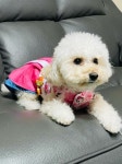 추석 명절 강아지 고양이 한복 분홍 초소 특 대형 맞춤 | 아이디어스 추석 명절 강아지 고양이 한복 분홍 초소 특 대형 맞춤