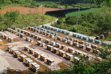 아산벌꿀 | 판매중인 작품 아산벌꿀