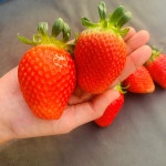 논산 딸기철학있는 농부 (바람뜰농원) | 작가 피드