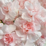 플라워꾹꾹 압화 전문점 | 작가 피드