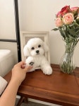 반려동물 양모펠트 액자<후기 할인> | 아이디어스 반려동물 양모펠트 액자<후기 할인>