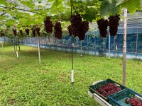 울진 보석송이포도농장 | 작가 피드