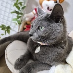 치타박스 맞춤제작 고양이 강아지 인식표 목걸이 주문제작 | 아이디어스 치타박스 맞춤제작 고양이 강아지 인식표 목걸이 주문제작 작품 후기... 