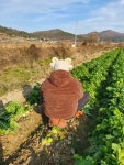 진도농부, 진도그루브, 곽그루 | 작가 피드