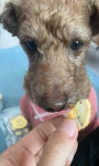 강아지간식🐶 치즈치킨오리칩 | 아이디어스 강아지간식🐶 치즈치킨오리칩