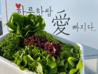 하루한쌈 다이어트 유러피안 명품채소 1kg | 아이디어스 하루한쌈 다이어트 유러피안 명품채소 1kg 