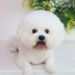 브릴랑펫 | 클래스 브릴랑펫